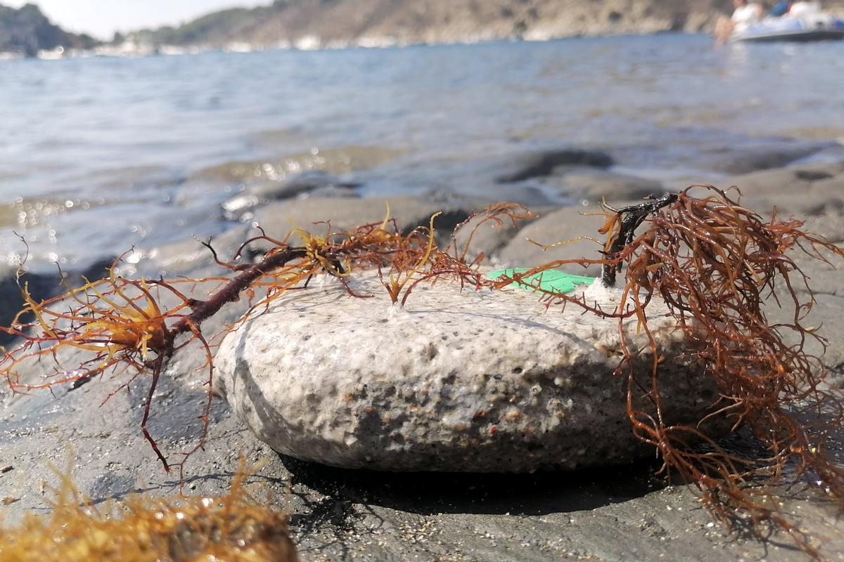 Científicos reintroduciendo el alga extinguida hace cuatro décadas en el Cap de Creus en la bahía de Portlligat