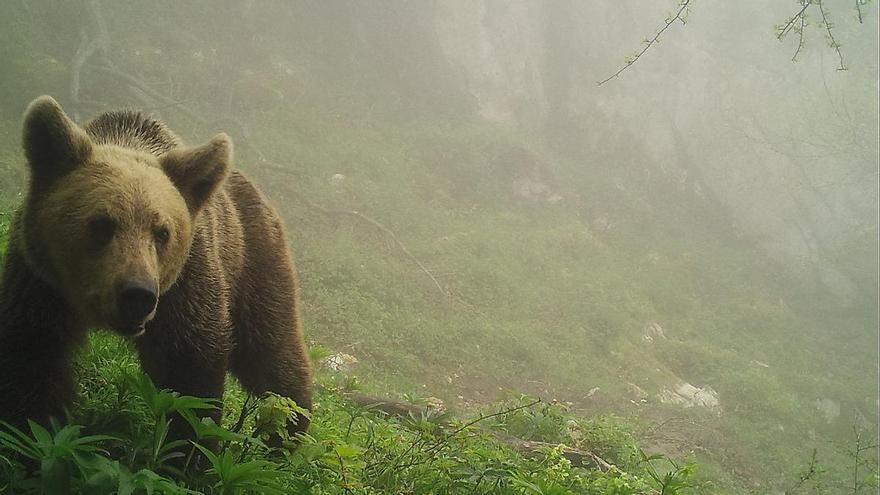 Qué ver y dónde hospedarse en la Montaña Central asturiana, una zona privilegiada con recursos naturales de alta calidad paisajística