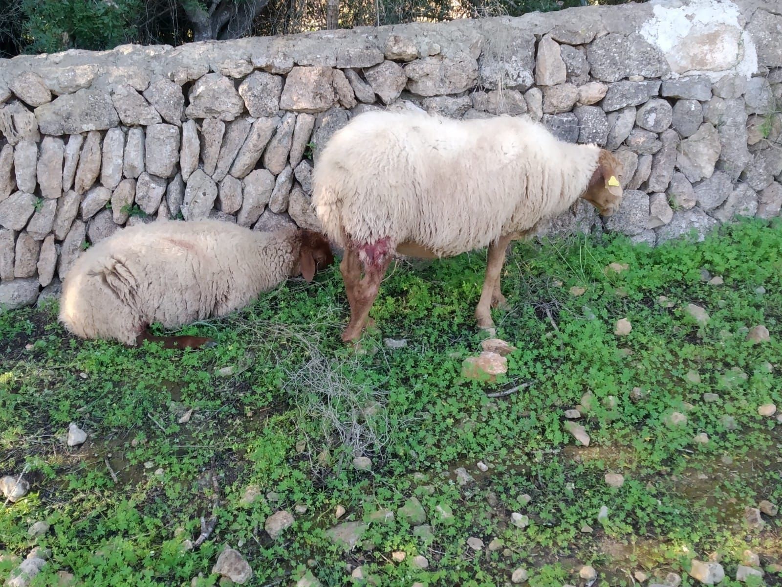 Tres perros matan a 60 ovejas embarazadas en Llucmajor