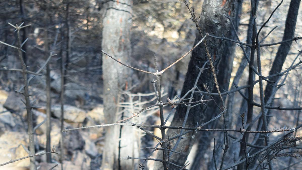 Pinsapos afectados por el incendio de Sierra Bermeja