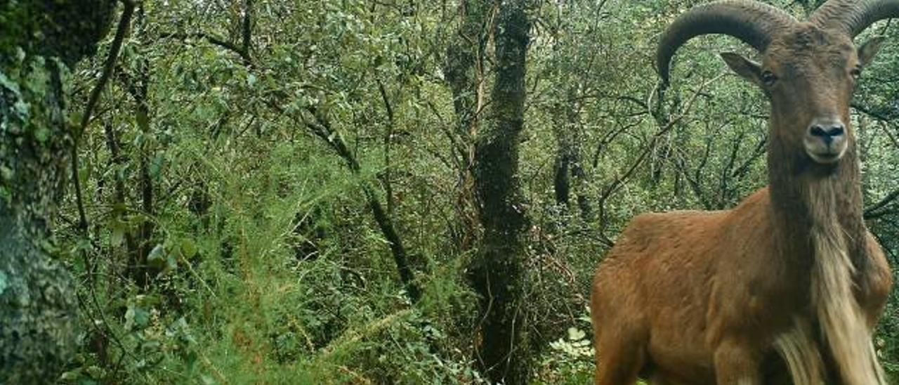 Los parques se defienden de los herbívoros