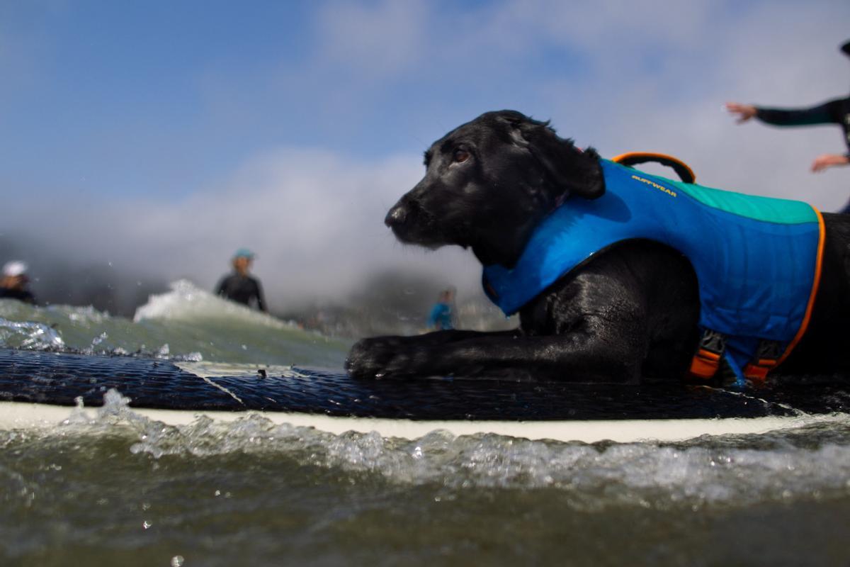 Hicieron un torneo de perros surfistas en California