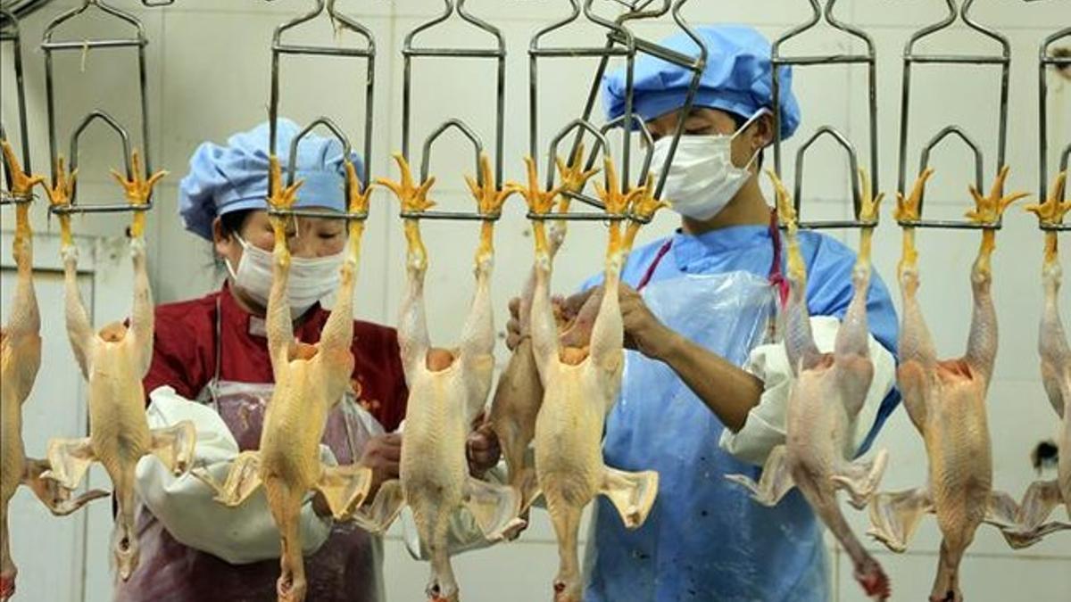 Empleados de un matadero limpian pollos sacrificados en China por la gripe aviaria.