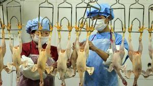 Treballadors d’un escorxador netegen pollastres sacrificats a la Xina per la grip aviària.