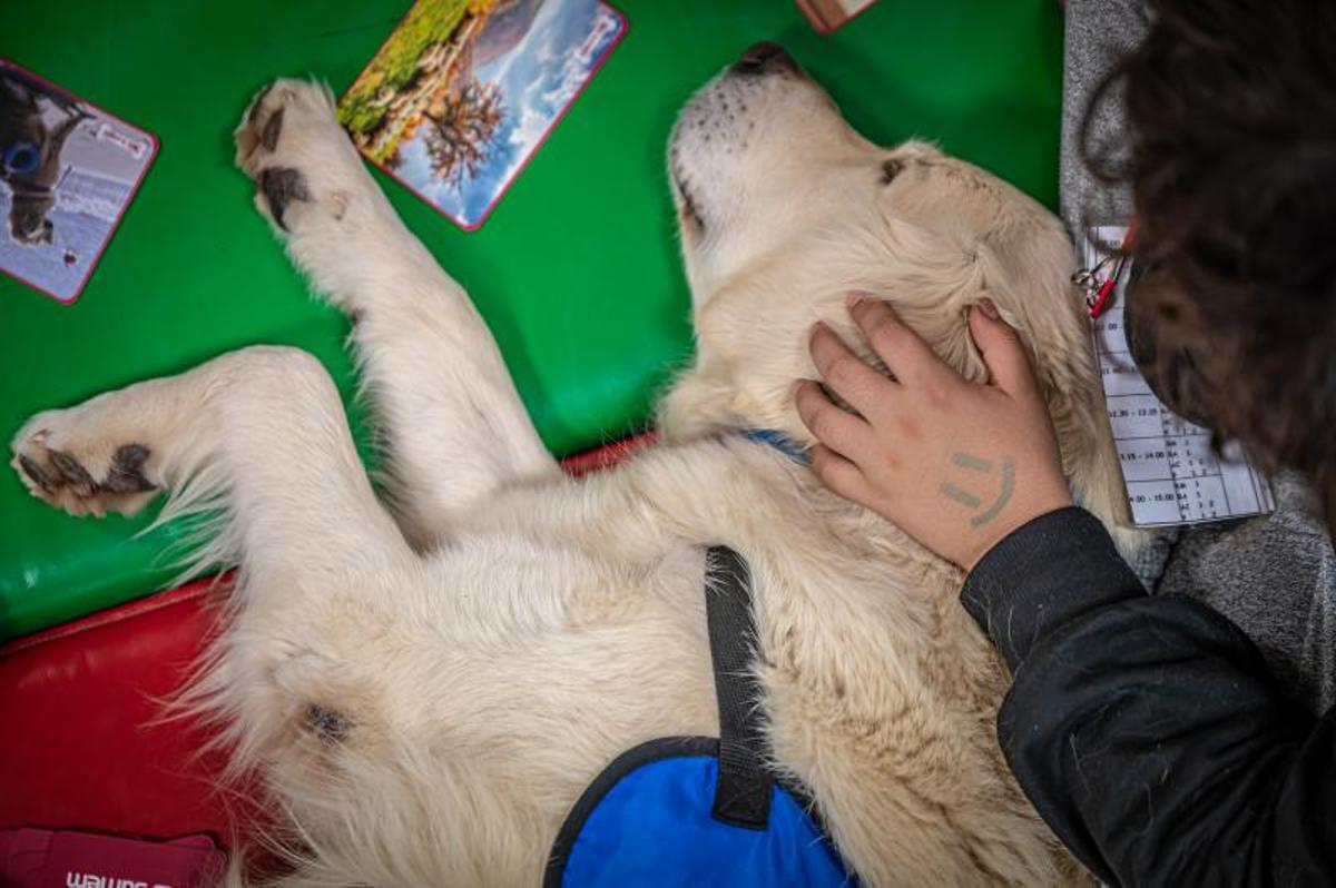 Terapia con perros, en el hospital de día de niños, en el Clínic