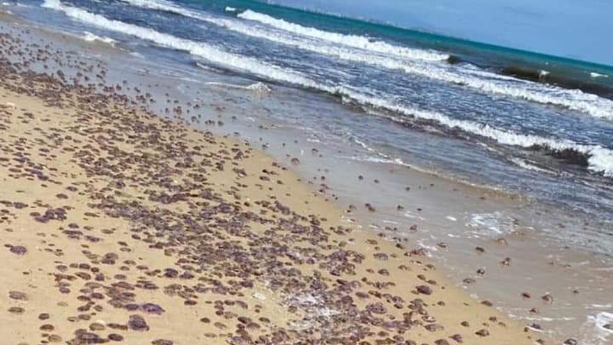 La playa de Arenales completamente &quot;invadida&quot;  por las medusas