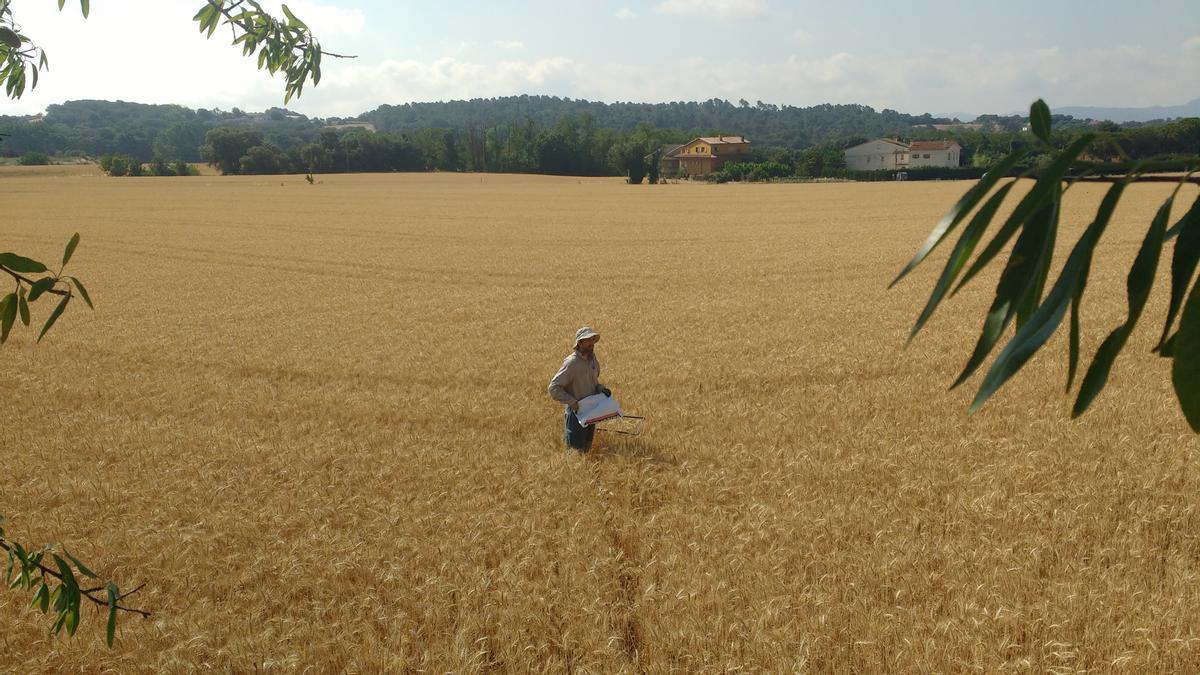 Campo de trigo en Franquesas del Vallés (Barcelona), uno de los analizados en el trabajo en el que participó el CSIC.