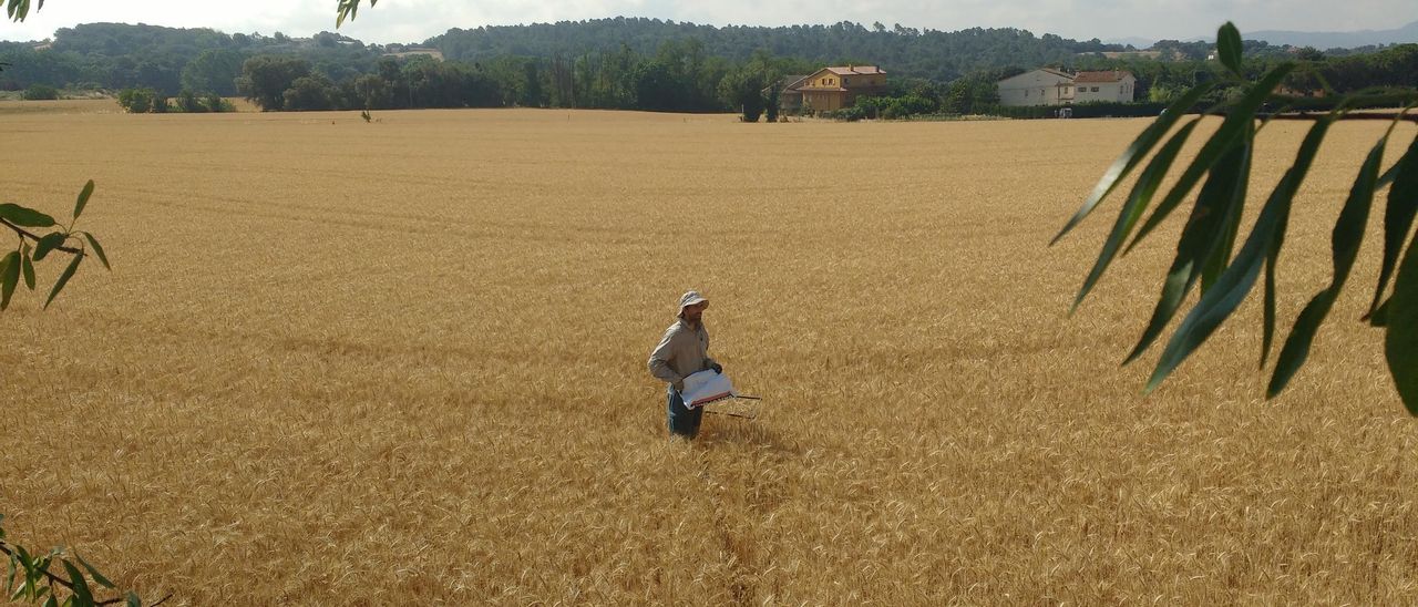 Campo de trigo en Franquesas del Vallés (Barcelona), uno de los analizados en el trabajo en el que participó el CSIC.