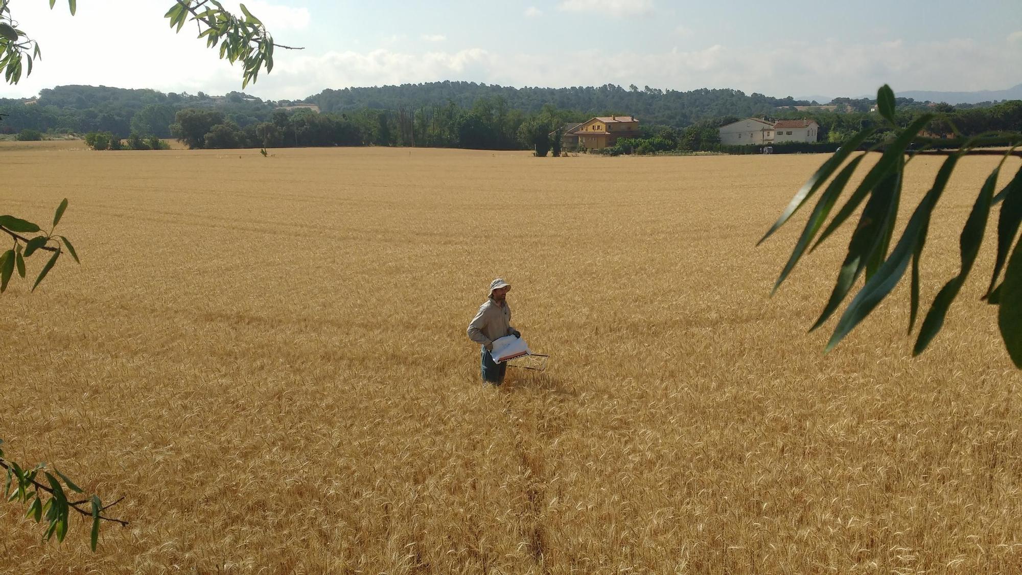 Campo de trigo en Franquesas del Vallés (Barcelona), uno de los analizados en el trabajo en el que participó el CSIC.