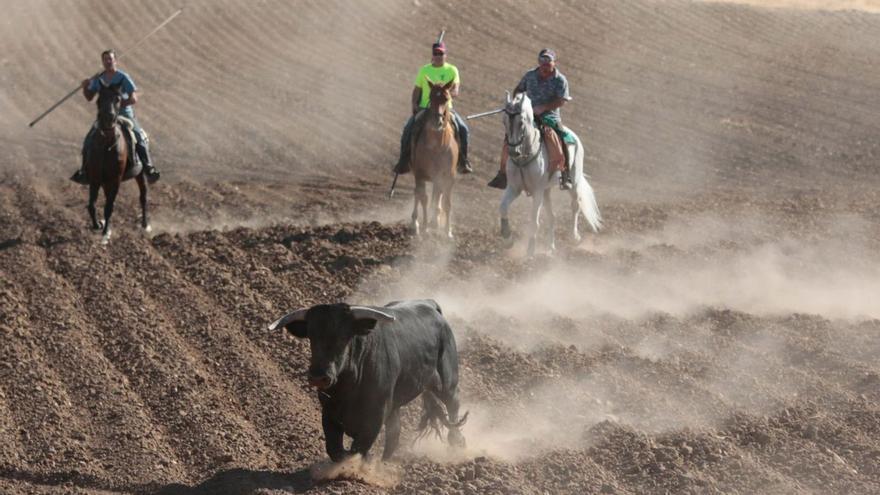 Entre toros y bodegas en El Pego