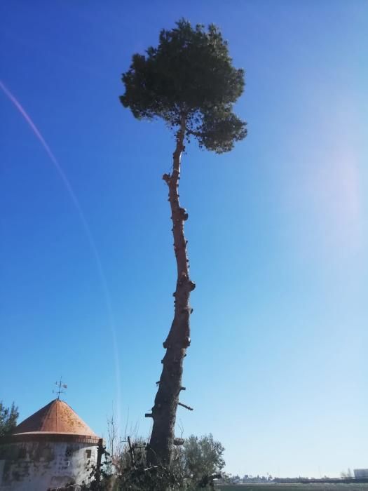 Vecinos de Roca rechazan la tala de un árbol por el Anell Verd