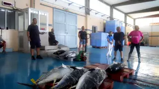 800 kilos, el balance del inicio de la pesca ‘olímpica' de atún rojo en Vinaròs
