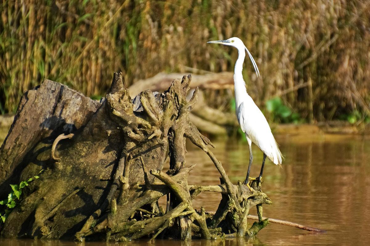 Ave en un manglar.