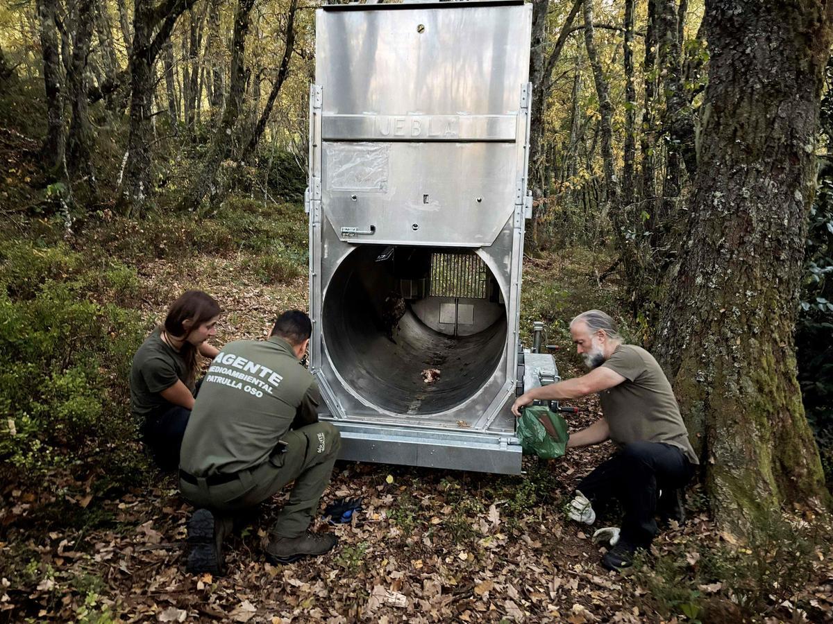 En imágenes: así funciona el programa de radiomarcaje de osos en Asturias