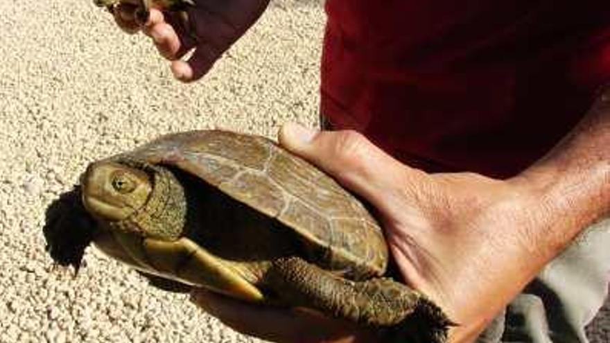 El Barranco de las Ovejas alberga una población de tortugas protegidas