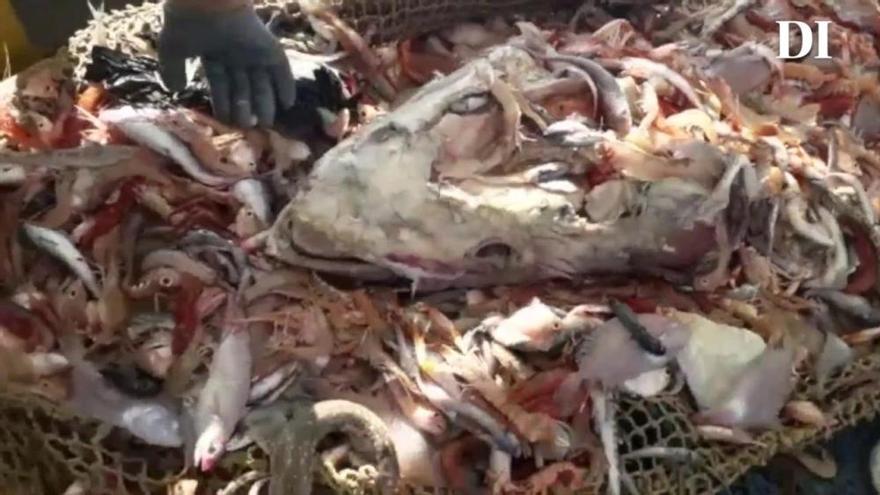 Los pescadores pitiusos están recogiendo atún rojo muerto