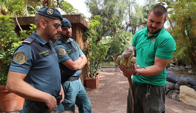 Rescatada una iguana en Fuerteventura