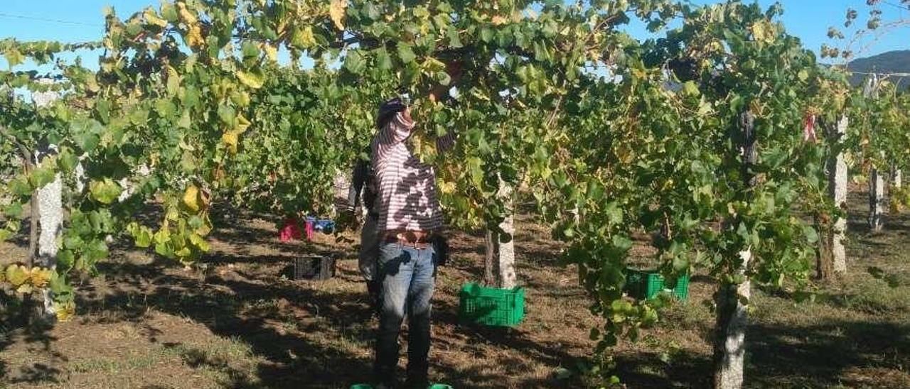 Trabajos de vendimia durante el fin de semana en los viñedos del castillo de Soutomaior. // FdV