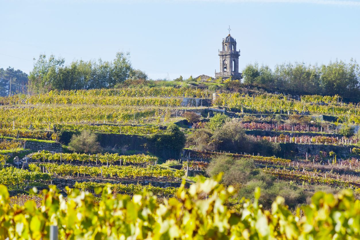 Los viñedos de Ribadavia