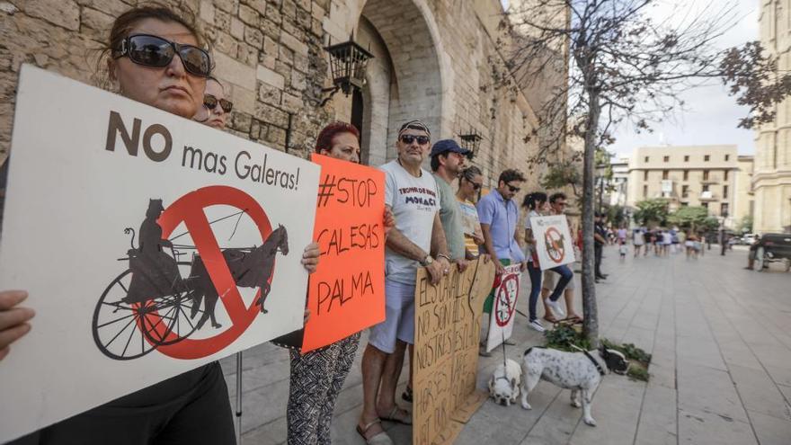 Progreso en Verde denuncia que Cort haya &quot;amnistiado&quot; al propietario del establo de Sa Indioteria