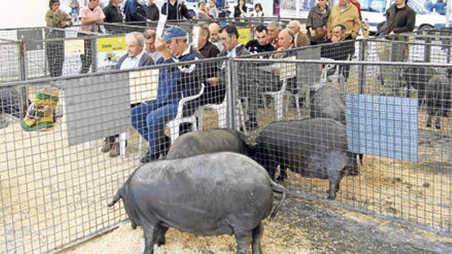 Los ganaderos pujando por la compra de un corral durante la subasta.