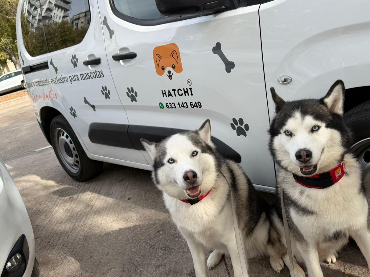 Hatchi impulsa un transporte privado para las mascotas.