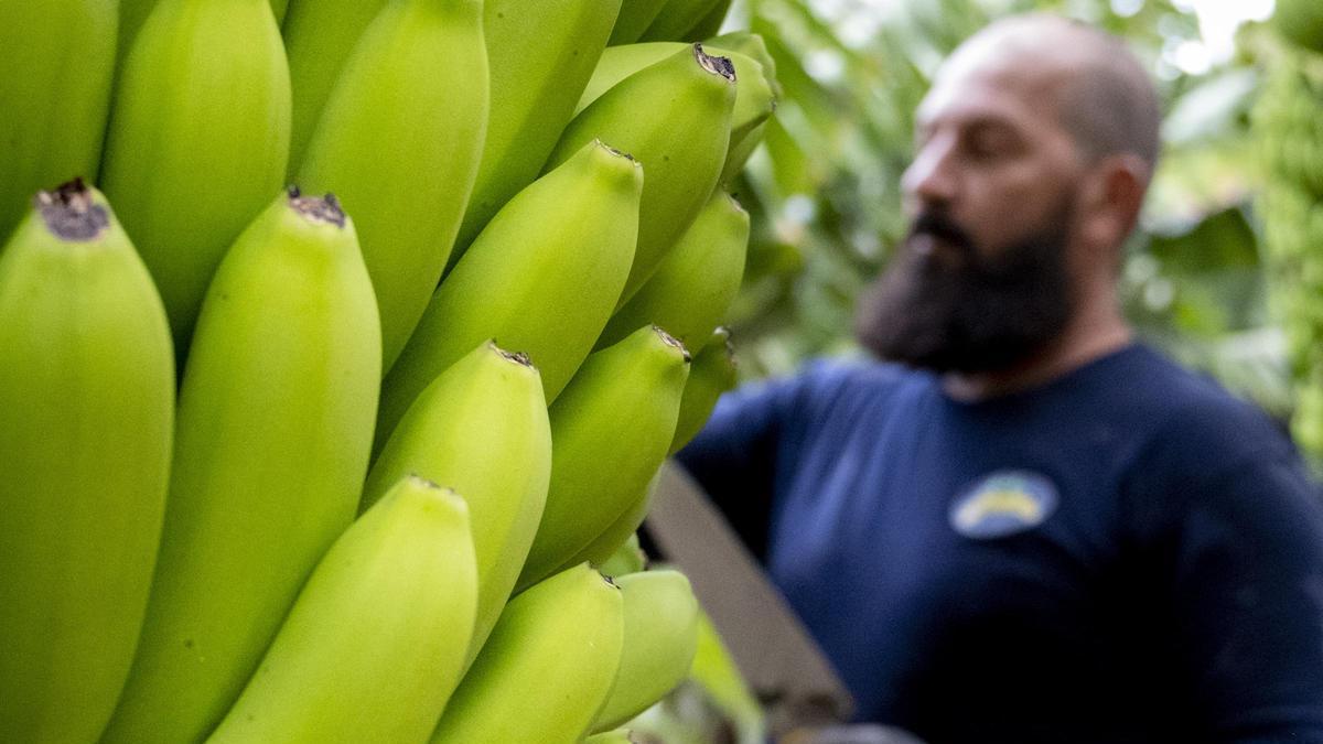 Trabajador en un cultivo de plátano en Canarias.