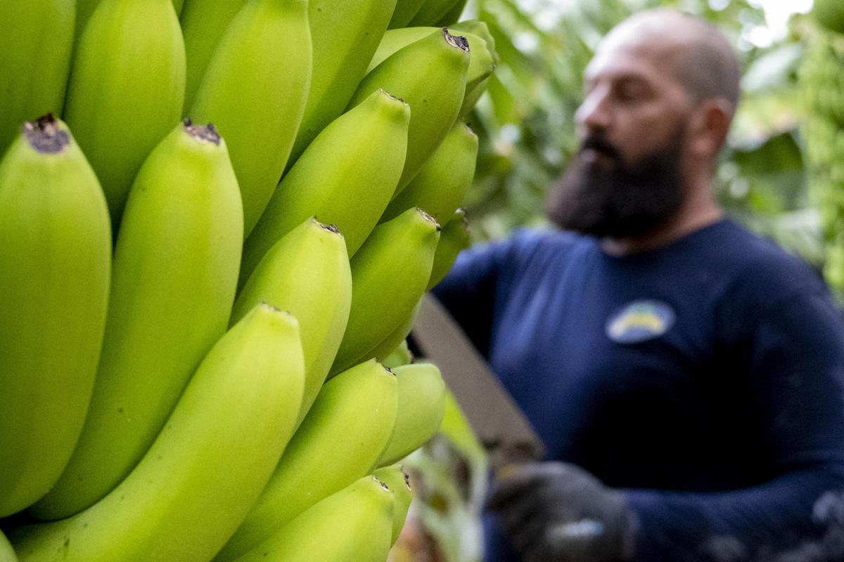 Trabajador en un cultivo de plátano en Canarias.