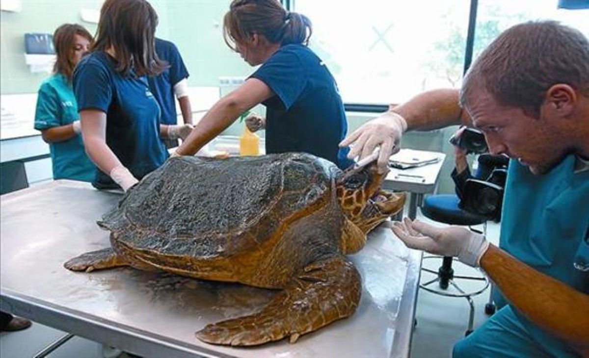 Ecografia 8 Tècnics del CRAM preparen la tortuga Súper López per a una prova exploratòria, ahir. Ecografia 8 Tècnics del CRAM preparen la tortuga Súper López per a una prova exploratòria, ahir.