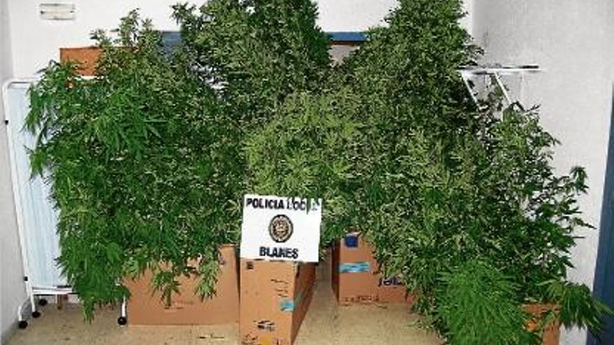 Una imatge de les plantes de marihuana comissades aquest dimarts al vespre per la Policia Local de Blanes.