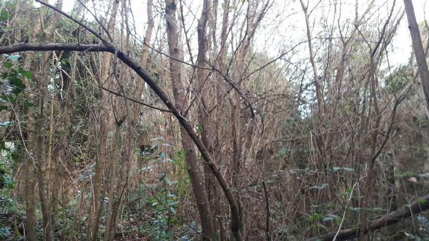 &quot;Un auténtico bosque dentro del pazo&quot; | El abandono ha convertido en una selva el interior de esta antigua casa señorial construida a principios del siglo XVIII. Los promotores nunca rehabilitaron este pazo como centro social, pese a que así lo recogía el plan parcial. &quot;Hoy hay un auténtico bosque dentro&quot;, lamenta el edil de Urbanismo.