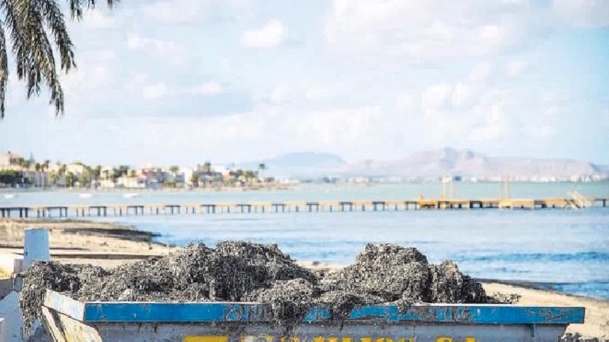 Exigen a Miras que aclare el destino de las miles de toneladas de biomasa retiradas del Mar Menor