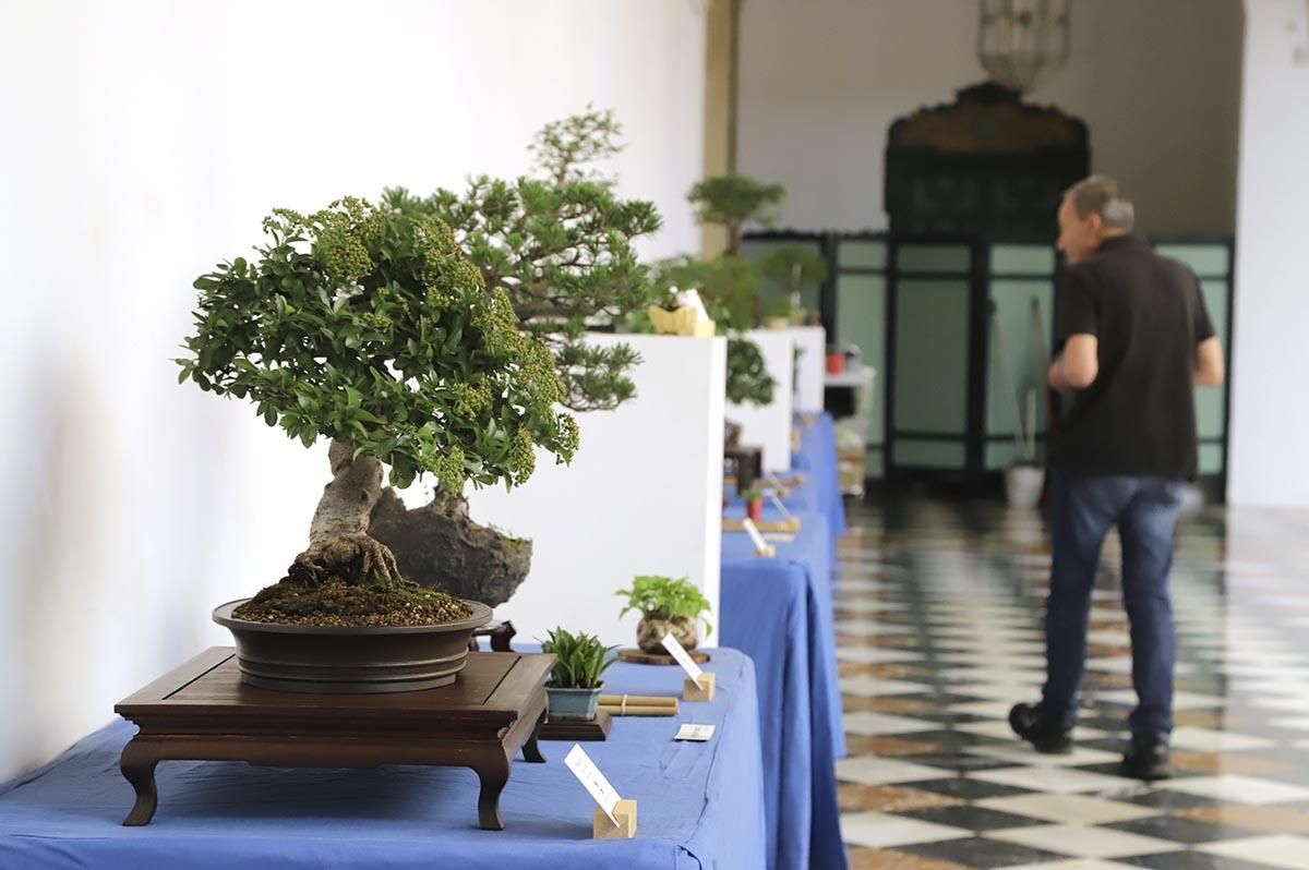 La exposición de bosáis de primavera de la Diputación de Córdoba, en imágenes