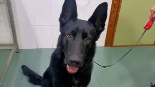 Un gos cau d'un vaixell, neda durant cinc hores i se salva: la increïble gesta d'en Negro