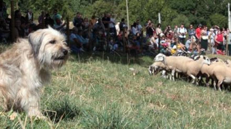 El concurs de Castellar de n&#039;Hug arriba a la 51a edició