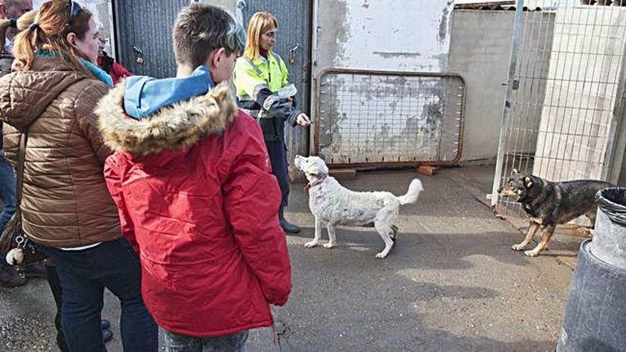 Un grupo de personas interesadas en adoptar un perro, ayer.