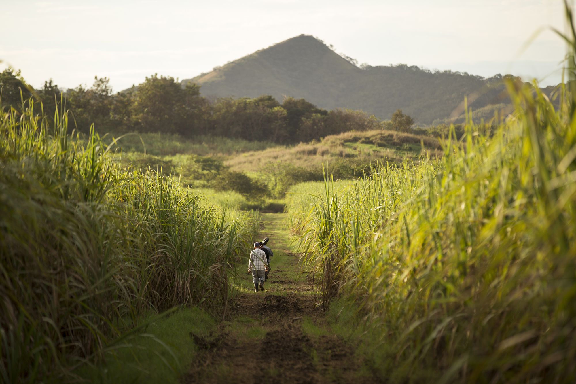 La Hacienda San Isidro cuenta con dos mil hectáreas de plantación de caña de azúcar.