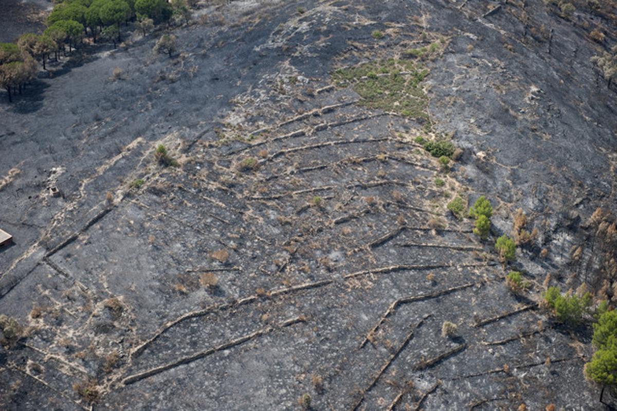 Arbres cremats i caiguts a prop de Capmany