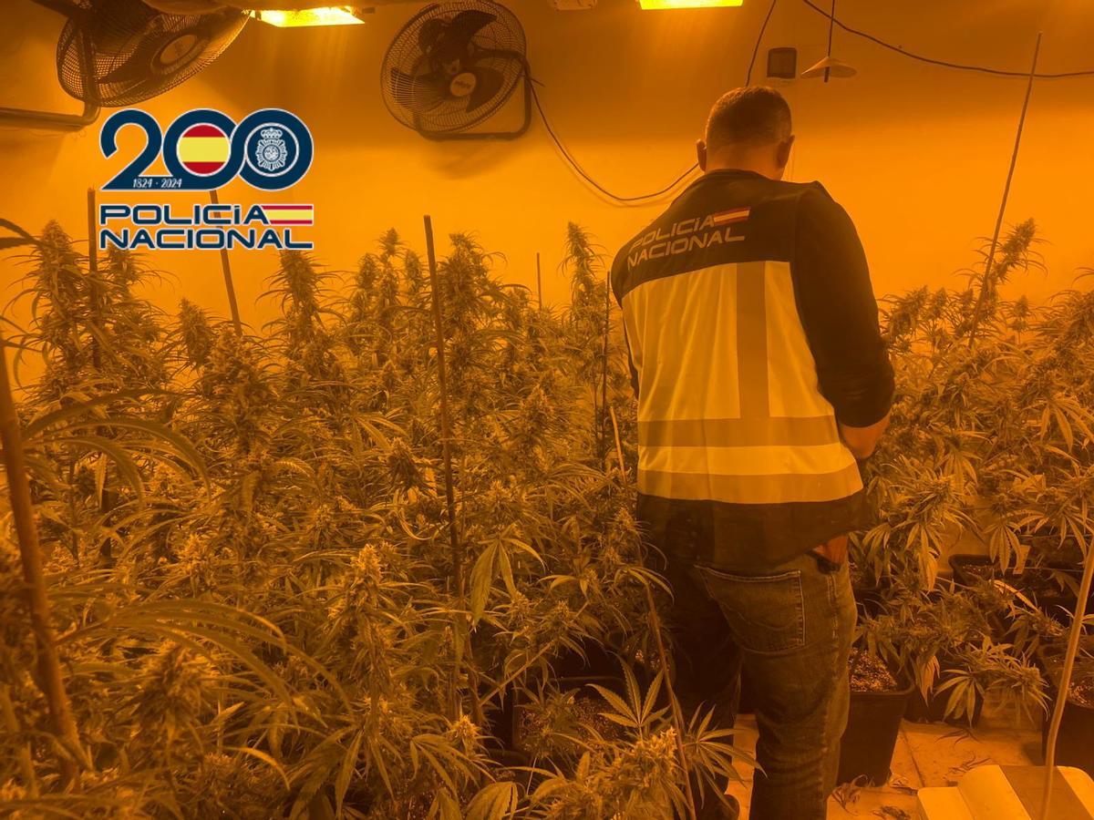 Otra imagen de la plantación situada en el sótano del chalé