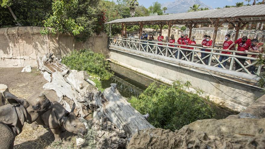 Duna es el segundo rinoceronte indio nacido en España, concretamente en Terra Natura.