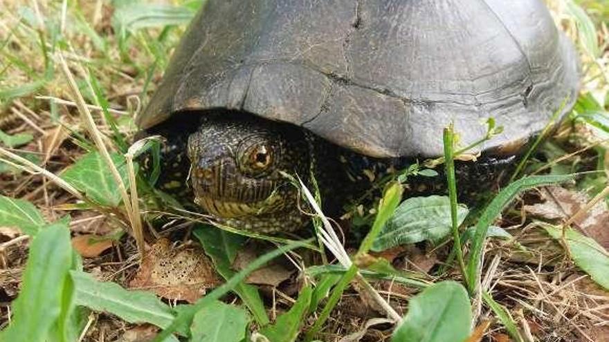 Tortuga centenaria encontrada a orillas del Avia. // FdV