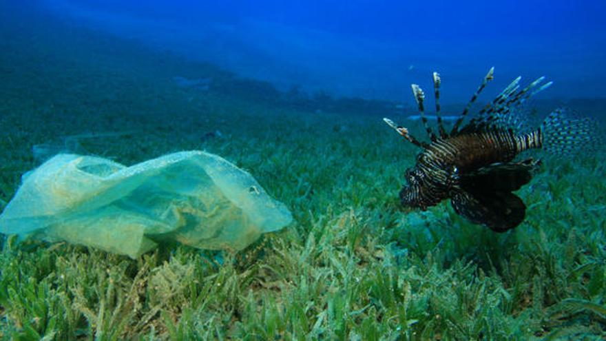 Un pez león junto a un plástico en un fondo marino.