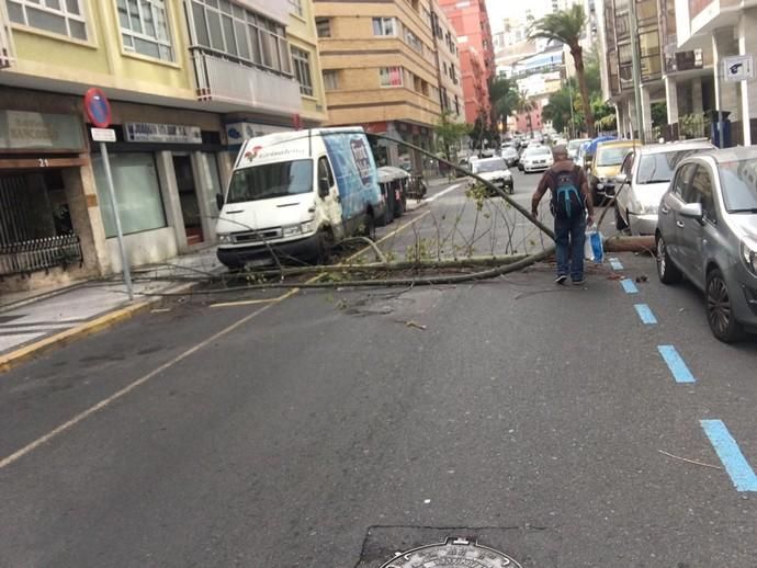 Un árbol cae en mitad de la calzada de la calle Cayetano de Lugo