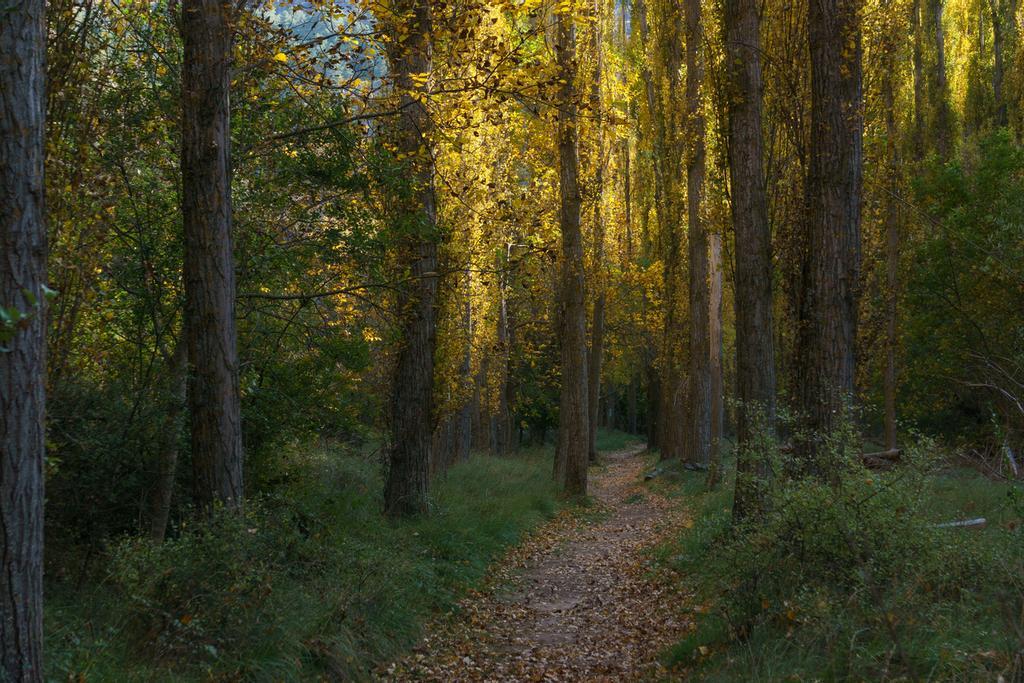 Bosque de chopos cerca de Sepúlveda, Segovia.
