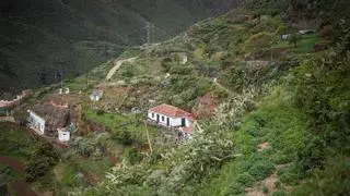 Bejía en La Laguna: cuidar la raíz