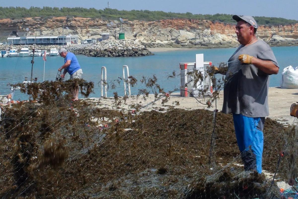 Un pescador recoge las redes llenas de esta especie en la costa de la Luz en una imagen de archivo.