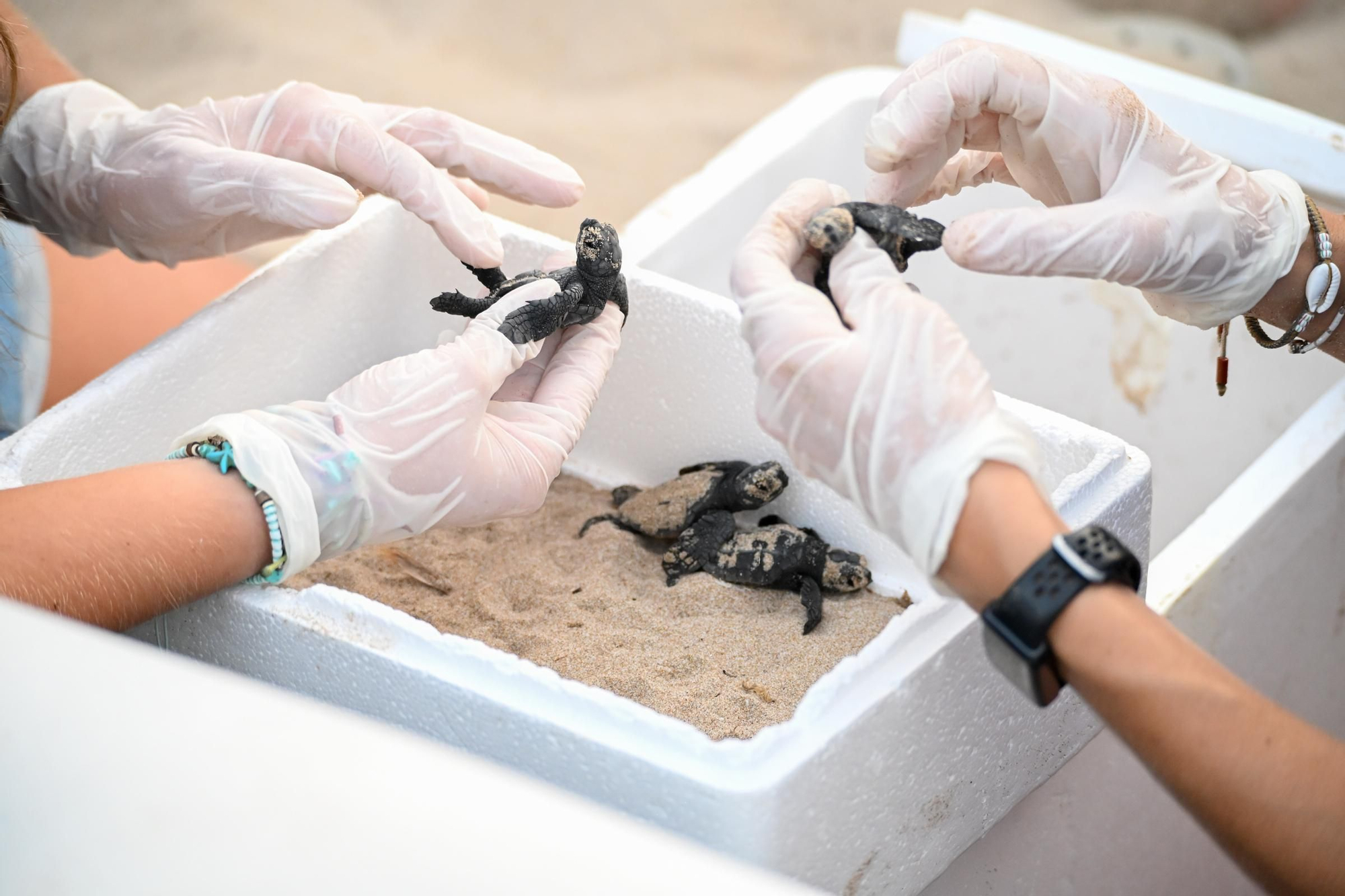 Gran expectación en Arenales del Sol por la suelta de 57 tortugas bobas recién nacidas