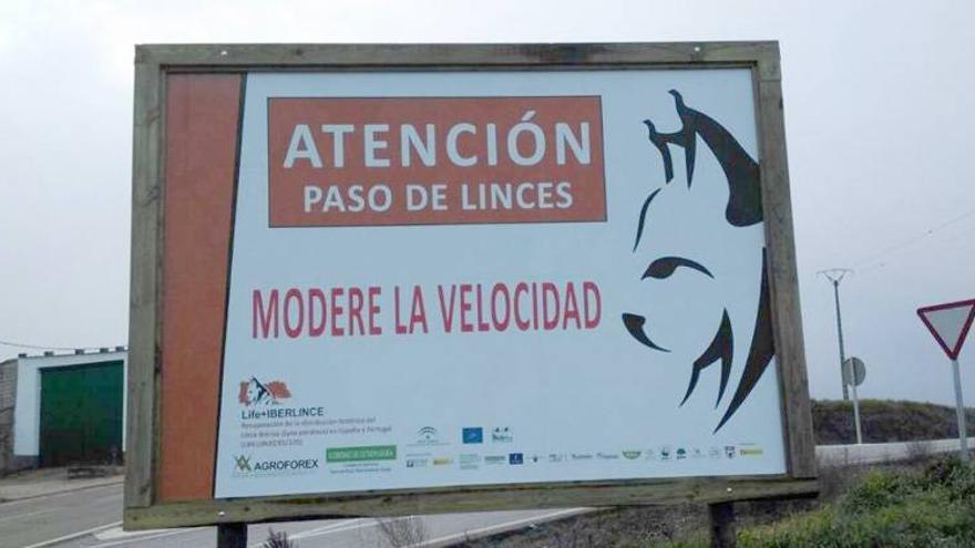 Las carreteras extremeñas cuentan ya con señales que alertan de la presencia del lince