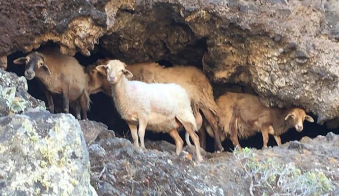 Cabras asilvestradas.