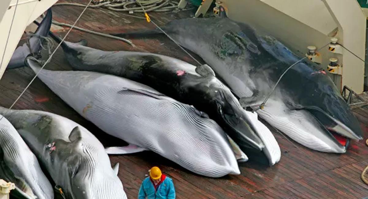 La caza de ballenas vuelve a estar permitida en Islandia